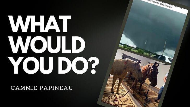 From Track to Hurricane: A Story of Equine Love and Survival