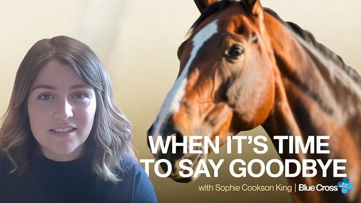 Horse euthanasia, grief, and the guilt nobody warns you about