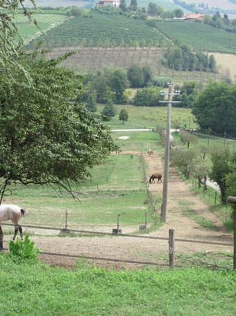 Creating a Paddock Paradise: The Ultimate Guide to Natural Horse Keeping