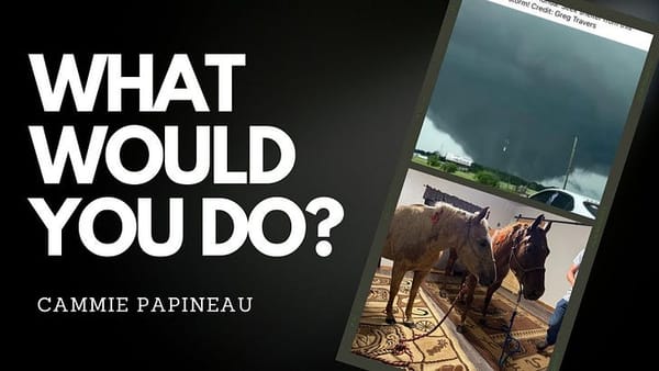 From Track to Hurricane: A Story of Equine Love and Survival