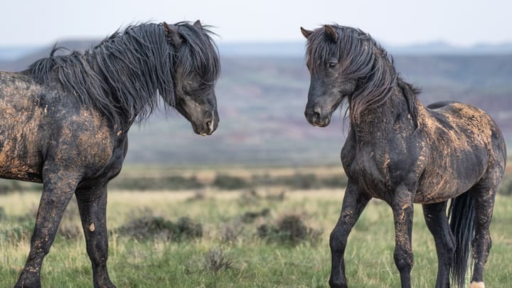 The Race to Document America's Disappearing Wild Horses