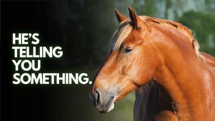 Scent Work for Horse Enrichment