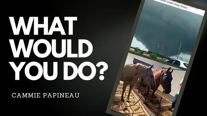 From Track to Hurricane: A Story of Equine Love and Survival