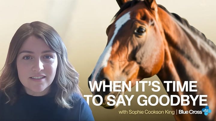 Why 46% of horse owners grieve in silence